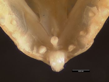 Media type: image;   Herpetology R-13328